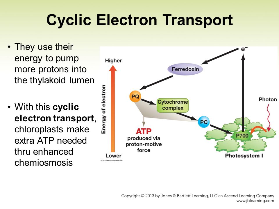 Difference Between Cyclic and Non Cyclic Photophosphorylation